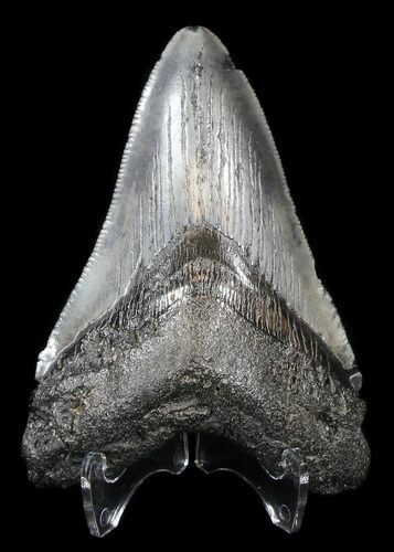 Megalodon Tooth - South Carolina #37627
